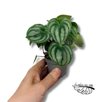Peperomia argyreia Costa Rica MINI | Maceta 6 cm y Altura 14 cm