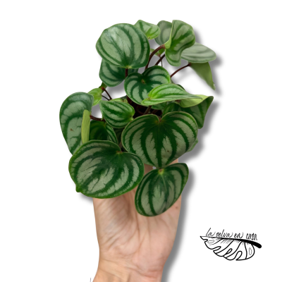 Peperomia argyreia Costa Rica MINI | Maceta 6 cm y Altura 14 cm 2