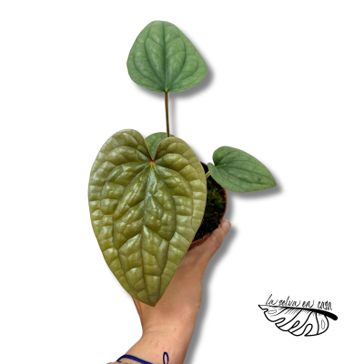 Anthurium luxurians LARGE | Anthurium Texturizado de Colección 2
