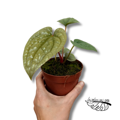 Anthurium luxurians LARGE | Anthurium Texturizado de Colección