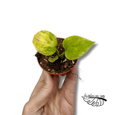 Anthurium vittariifolium Variegata 2
