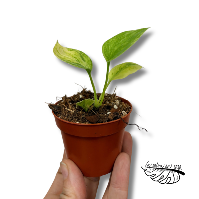 Anthurium vittariifolium Variegata