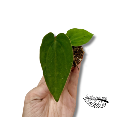 Anthurium dressleri MINI | Maceta 6 cm | Anthurium de Colección 2