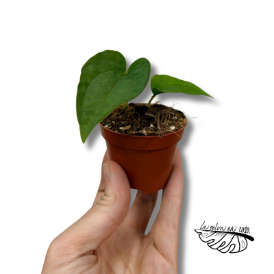 Anthurium dressleri MINI | Maceta 6 cm | Anthurium de Colección