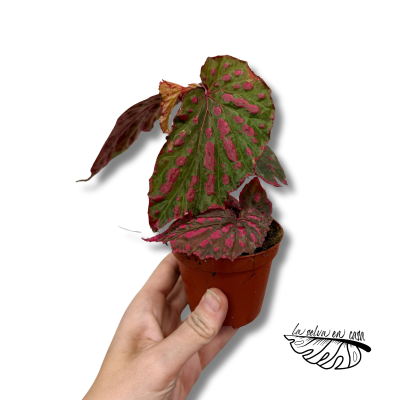 Begonia Mila's Miracle