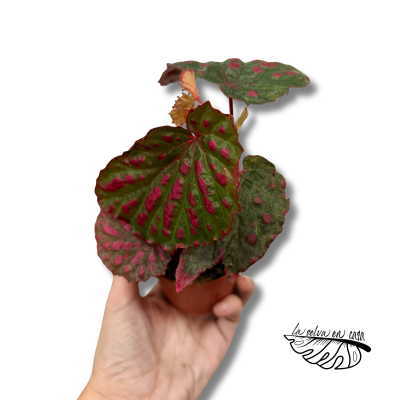 Begonia Mila's Miracle 2