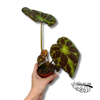 Begonia Barsalouxiae