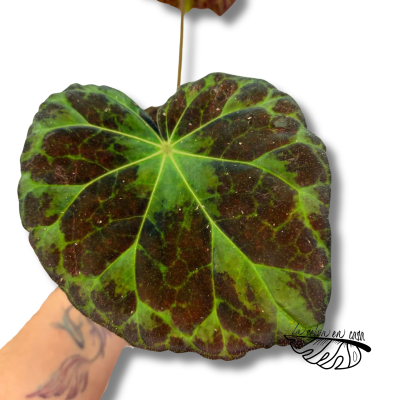 Begonia Barsalouxiae 2
