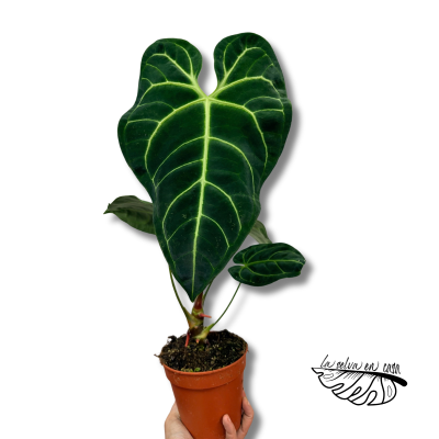 Anthurium regale