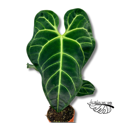 Anthurium regale 2