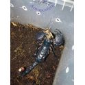 Pandinus imperator hembra subadulta/adulta. 2