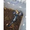 Pandinus imperator hembra subadulta/adulta.