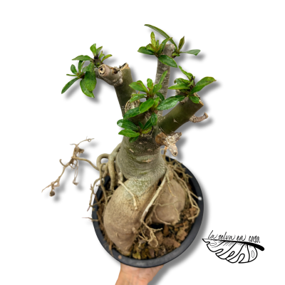 Adenium obesum Rosa del desierto 2