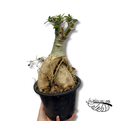 Adenium obesum Rosa del desierto