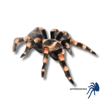 Brachypelma smithi Hembra Subadulta/Adulta | Tarántula Mexicana