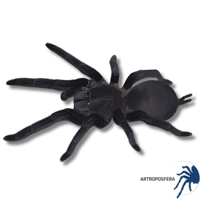 Chilobrachys sp. Black Subadulta/Adulta | Tarántula Asiática
