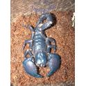 Pandinus imperator hembra subadulta/adulta.