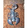Pandinus imperator hembra subadulta/adulta.