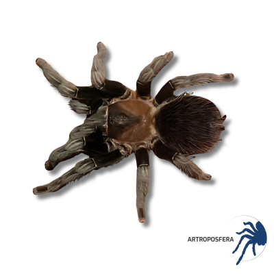 Tliltocatl verdezi Hembra 3,5–4 cm | Tarántula Mexicana