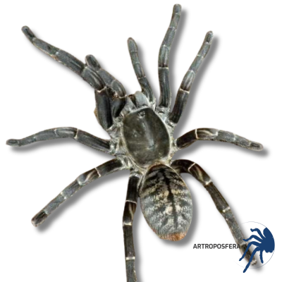 Melopoeus vonwirthi Hembra Subadulta | Tarántula Asiática 2
