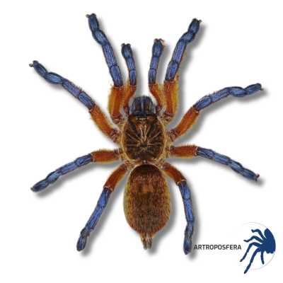 Harpactira pulchripes Hembra Adulta | Tarántula de Patas Azule
