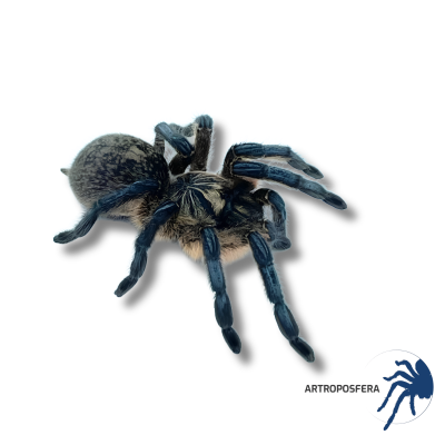 Harpactira pulchripes Hembra Adulta | Tarántula de Patas Azule 2