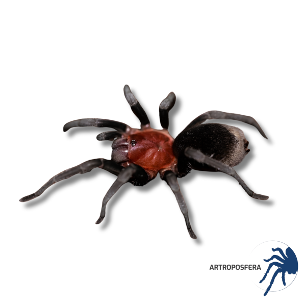 Bumba cabocla Hembra Subadulta/Adulta | Tarántula Brasileña