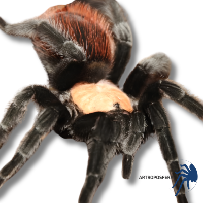 Brachypelma albiceps Hembra Adulta | Tarántula Dorada de México