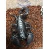 Pandinus imperator hembra subadulta/adulta.