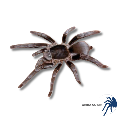 Melopoeus vonwirthi Hembra Subadulta | Tarántula Asiática