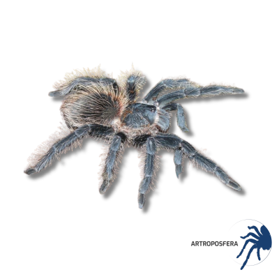 Lasiodora striatipes Hembra Subadulta | Tarántula Brasileña