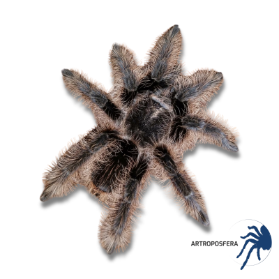 Tliltocatl albopilosus Nicaragua Hembra | Tarántula Pelo Rizado