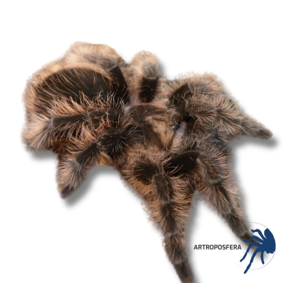 Tliltocatl albopilosus Nicaragua Hembra | Tarántula Pelo Rizado 2