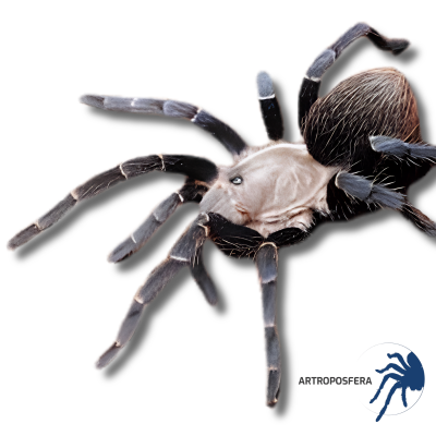 Pseudhapalopus sp. Kurzhaar Hembra | Tarántula 3–3,5 cm