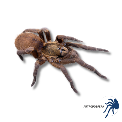 Euthycaelus colonicus Hembra 3–3,5 cm | Tarántula de Venezuela