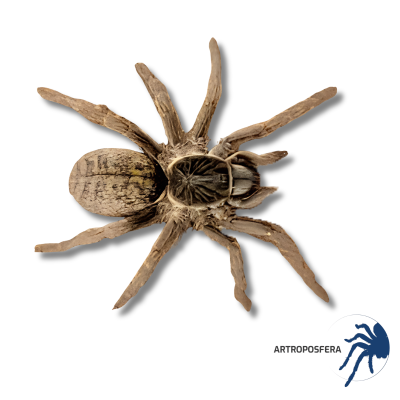 Harpactirella overdijki Hembra 3,5–4 cm | Tarántula Africana