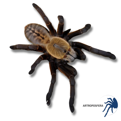 Ornithoctoninae sp. Nhen Hembra Subadulta | Tarántula Asiática