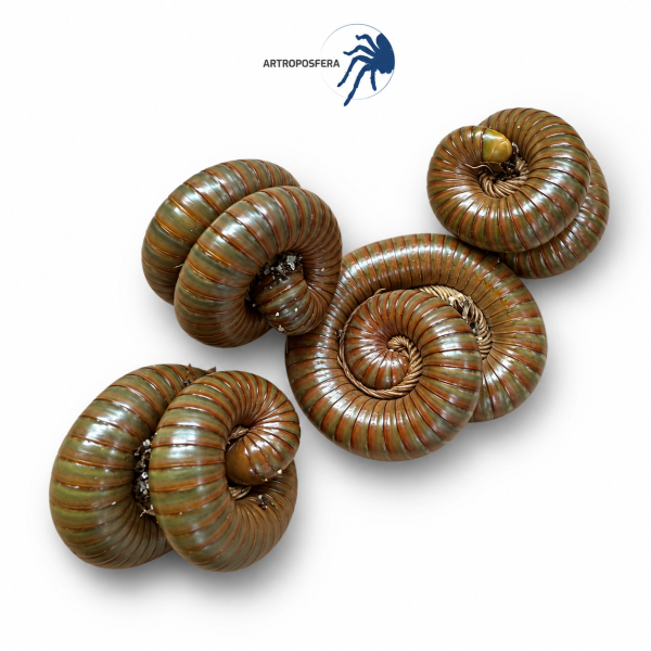 Spirostreptus spec. 1 “Tanzania”