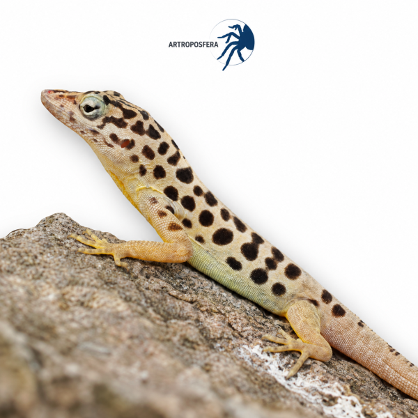 Anolis sabanus