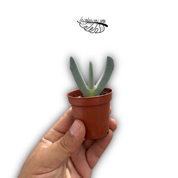 Título SEO: Cheiridopsis denticulata | Suculenta Sudafricana de Colección