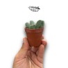 Cheiridopsis pillansii | Suculenta Sudafricana de Colección