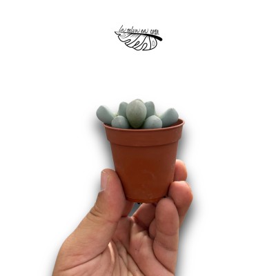 Lapidaria margaretae | Rosa de Karoo, Suculenta de Colección