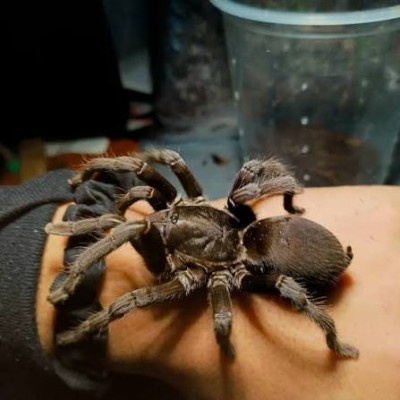 Chilobrachys fumosus “Black Satan” | Tarántula