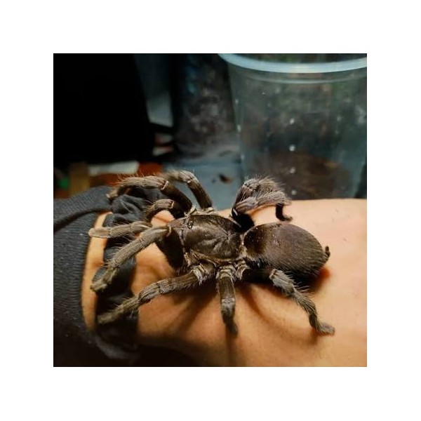 Chilobrachys fumosus “Black Satan” | Tarántula