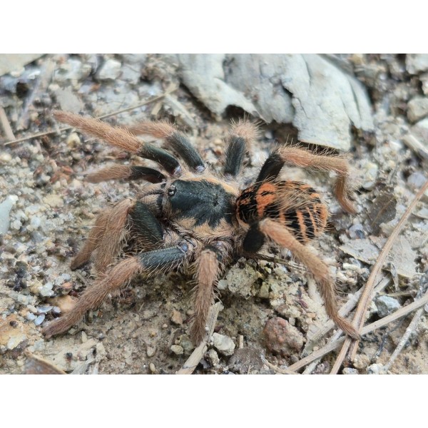 Davus sp. Tribal Fire Honduras