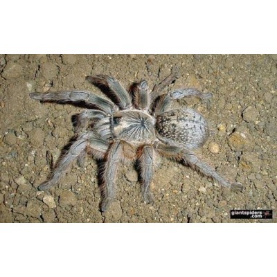 Harpactira dictator | Tarántula Africana
