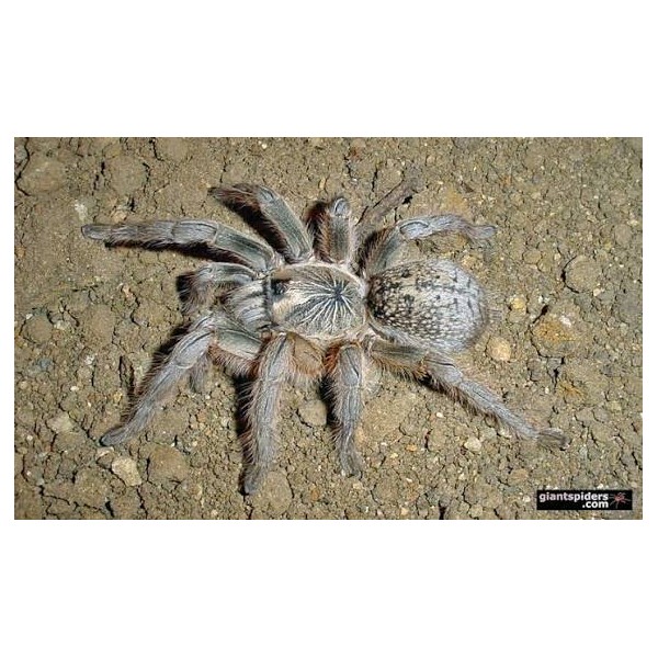Harpactira dictator | Tarántula Africana