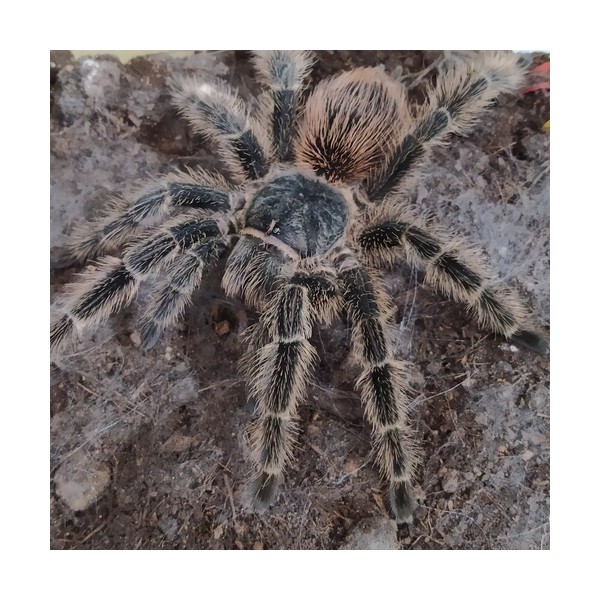 Lasiodora subcanens