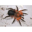 Liphistius ornatus (1/2 MUDAS)