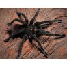 Pamphobeteus sp. Cascada